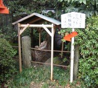 源頼朝お手植えの木斛(もっこく)